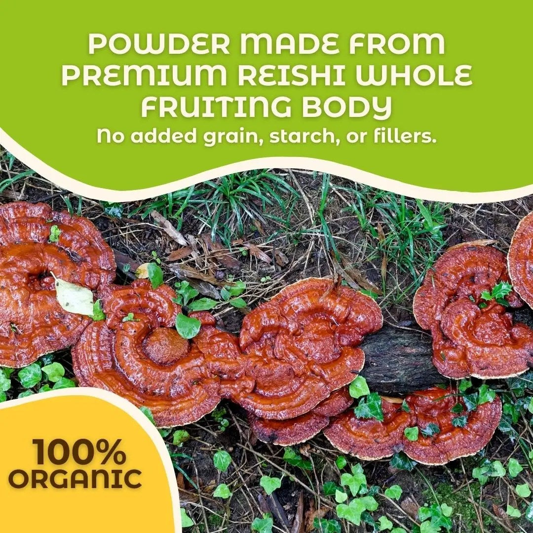 Reishi Whole Fruiting Body Mushroom Powder